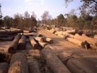 Growing demand for bioenergy could result in deforestation