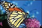 Read also our summary of the Biodiversity Synthesis Report of the Millennium Assessment