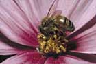 Ecosystems provide valuable services