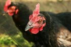Avian influenza forced the slaughter of millions of domesticated
								birds.