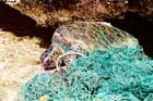 While the effect of large debris is well documented, the effect of small particles is less well known. 