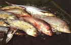 Pescados
